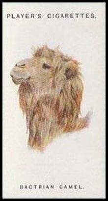 11 Bactrian Camel